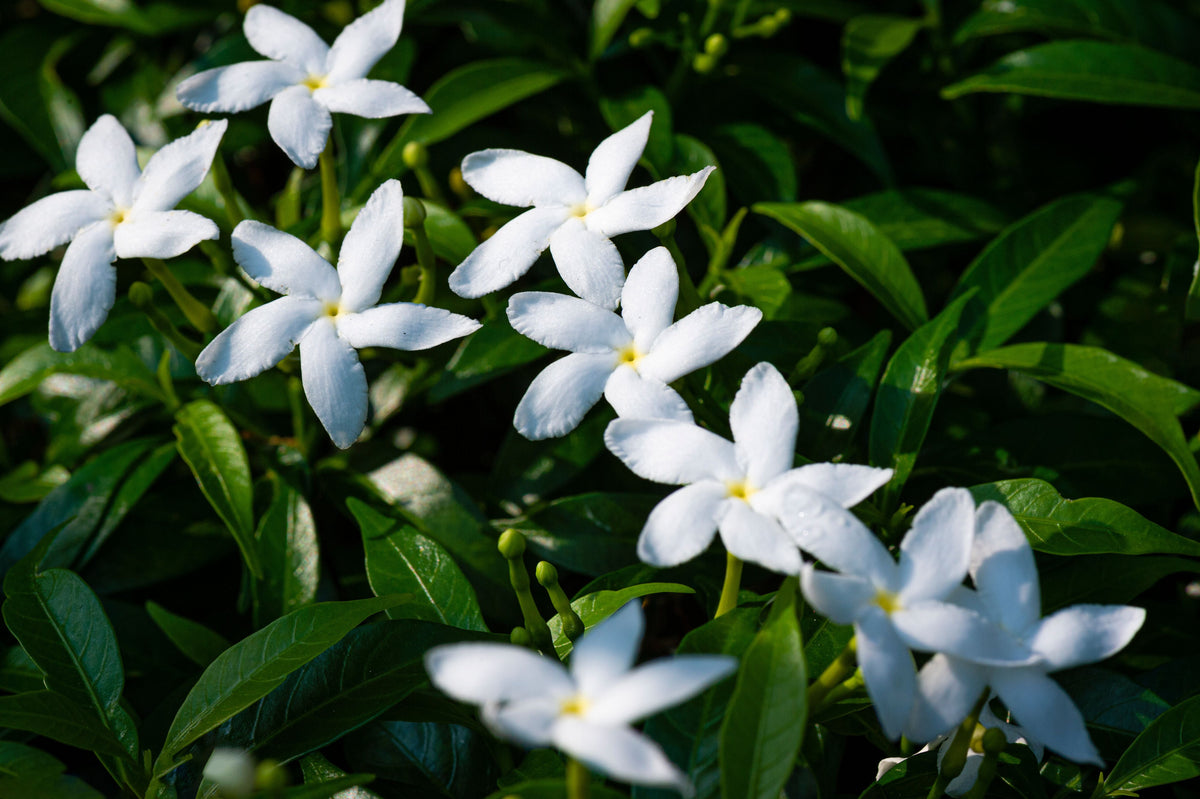 Crape Jasmine Live Plant 4 Inch Pot – Tabernaemontana divaricata Fragrant White Flowering Shrub