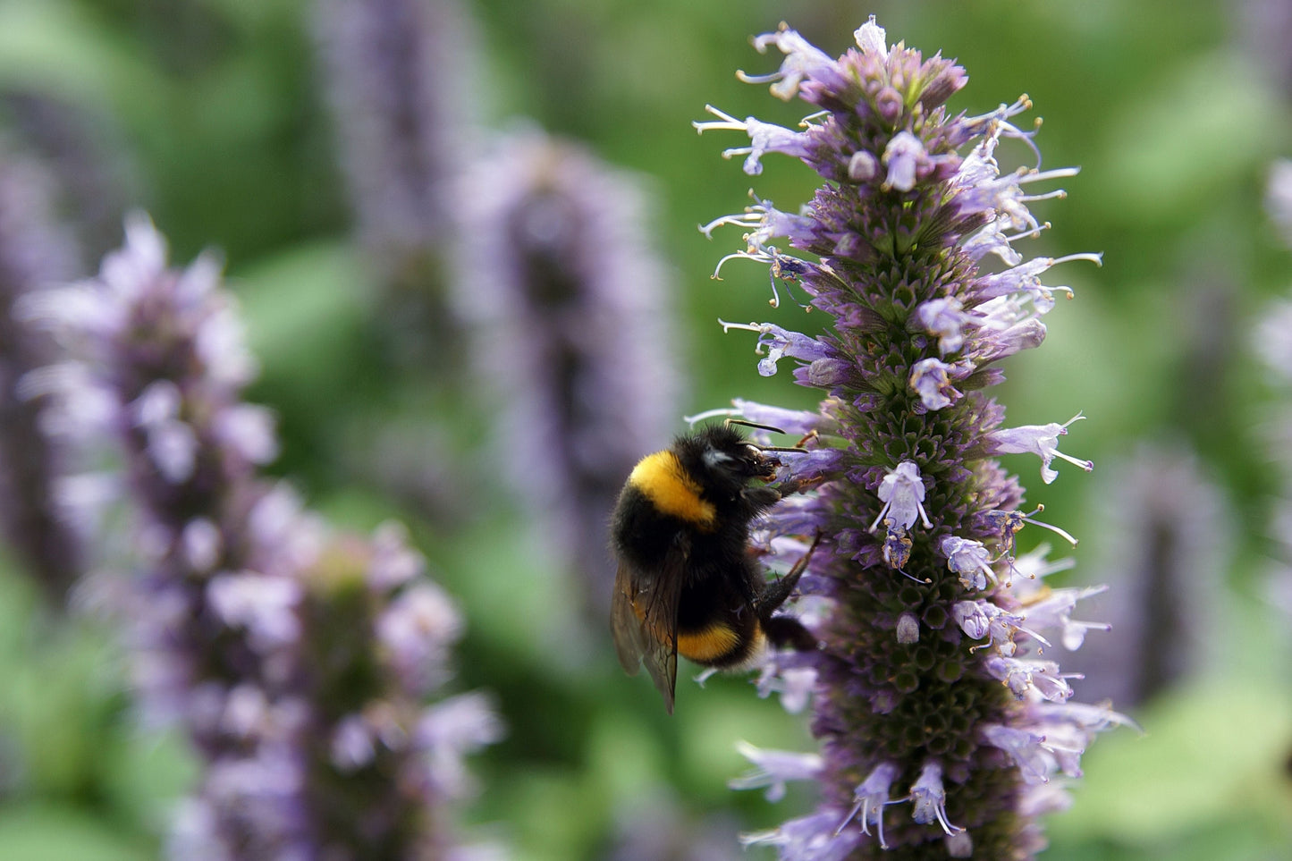 Beelicious Purple Giant Hyssop Live Plants – 3 Rooted Starters in 1 Qt Pots, Agastache Perennial Flower Plant
