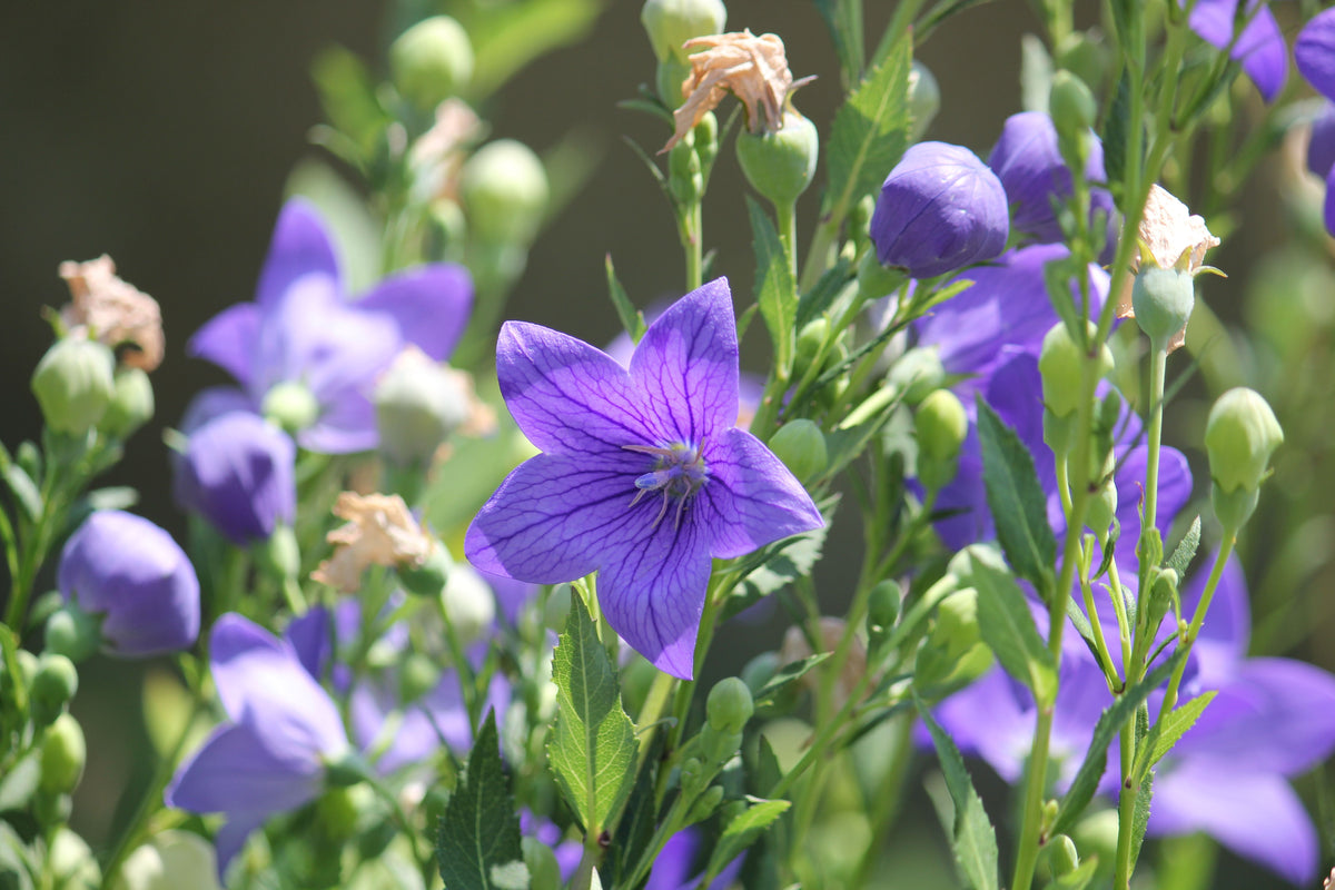 Sentimental Blue Balloon Flower Live Plants – 3 Rooted Starters, Platycodon grandiflorus, Blue Flowers, Perennial Garden Plants