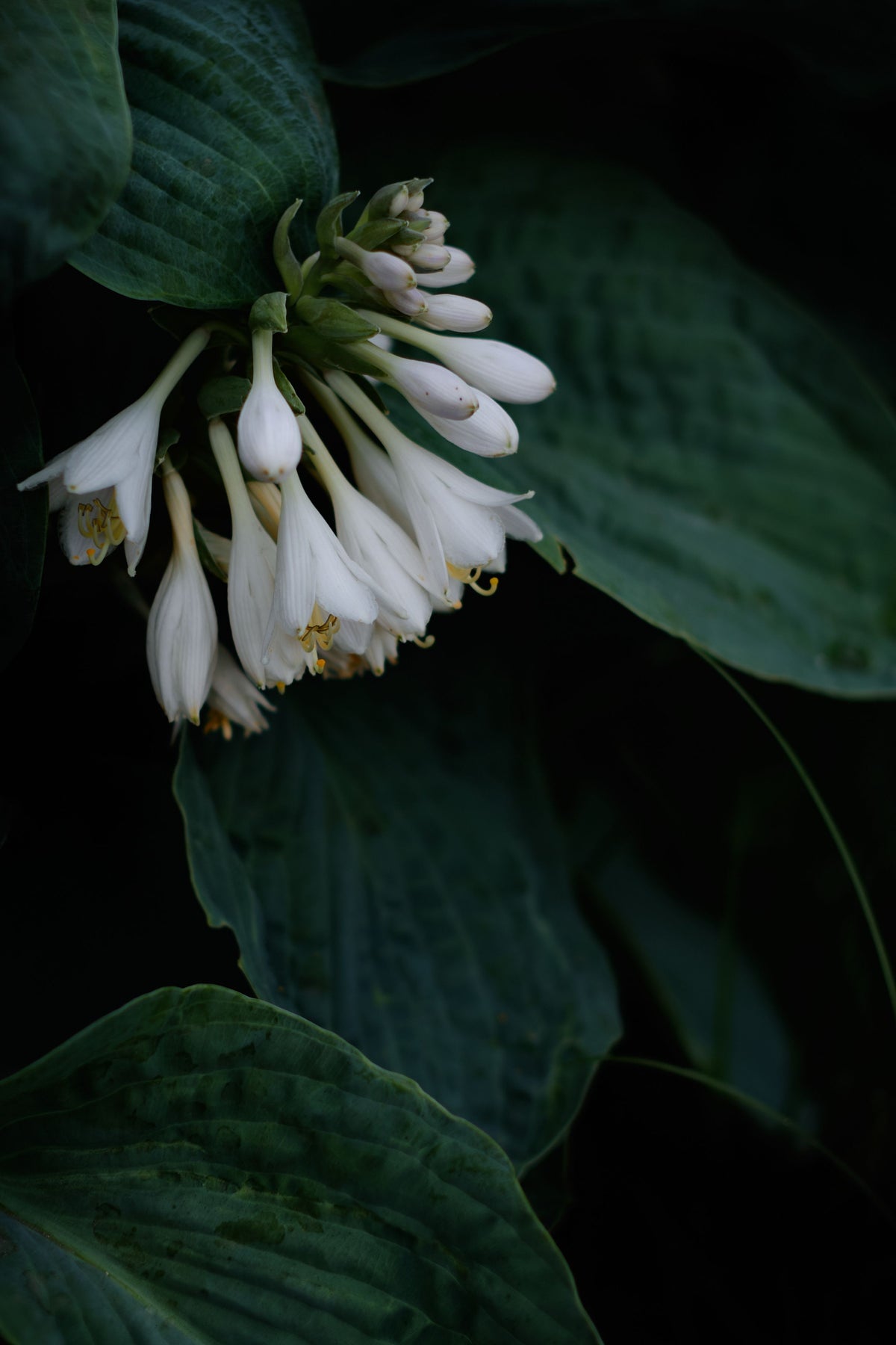 Empress Wu Hosta Live Plants 2 Rooted Starters in 1 Qt Pots | Large Blue-Green Foliage Perennial for Shade Gardens