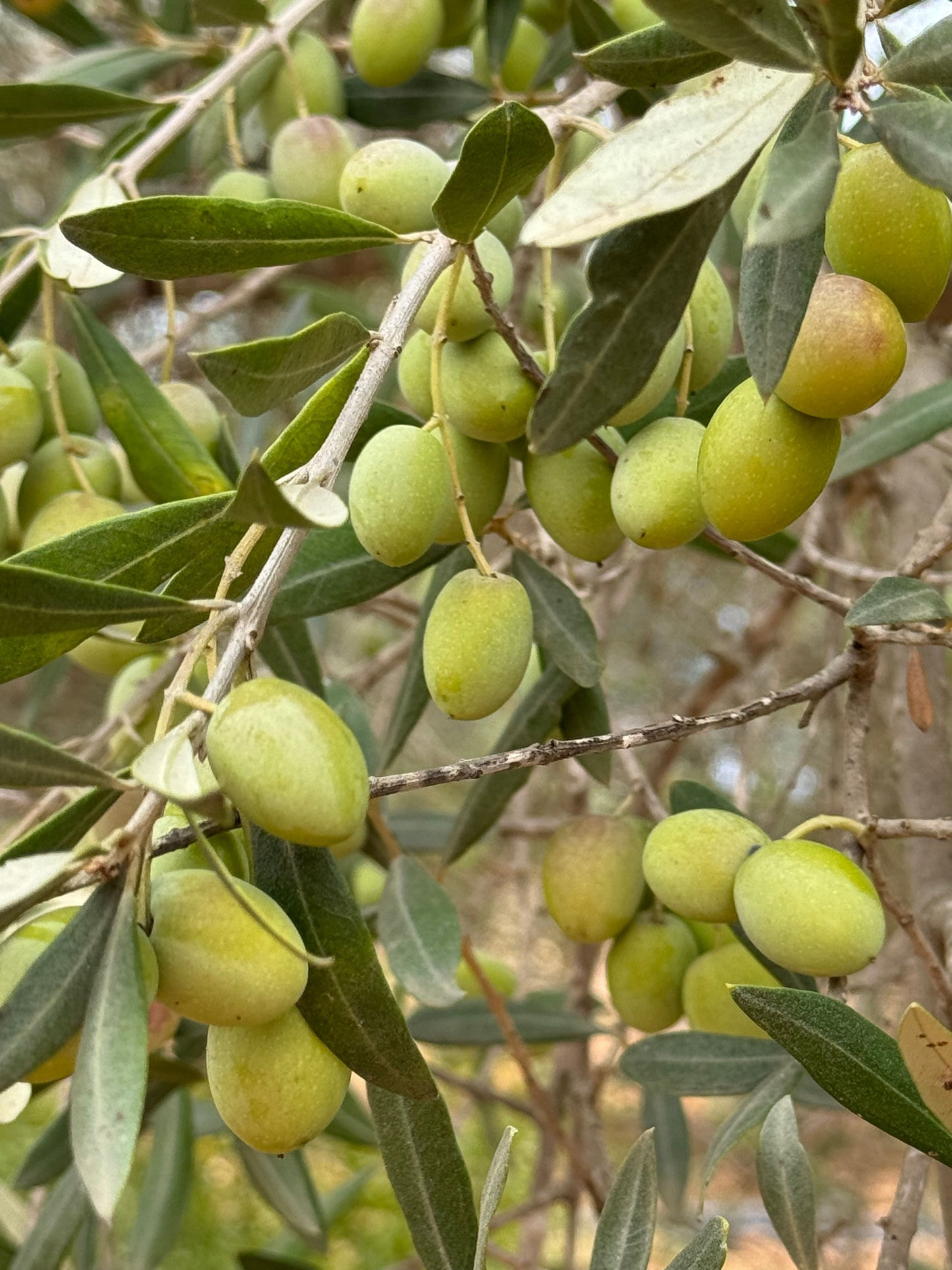 Arbequina Olive Tree Live Starter Plant 6-10 Inches Tall | Olea europaea