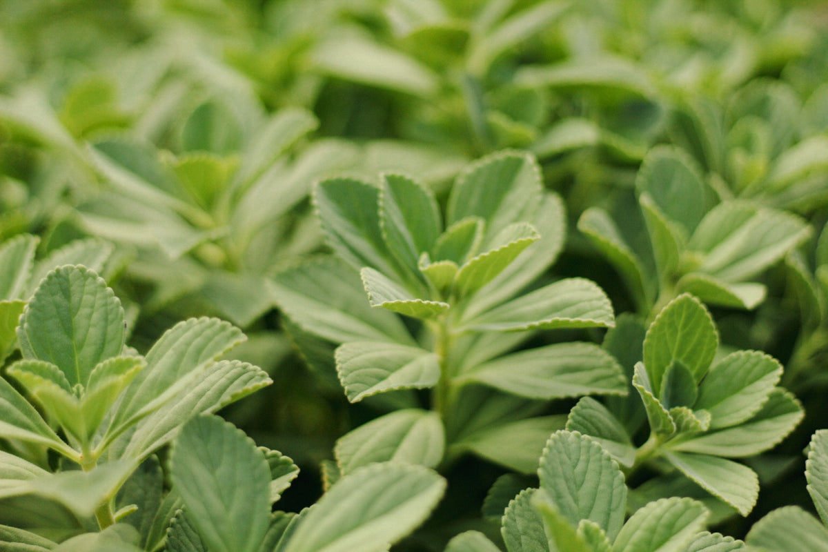 Sweetleaf Stevia Live Plant 6-8 Inch Rooted Herb, Organic Stevia rebaudiana, Container-Friendly, Full Sun to Partial Sun