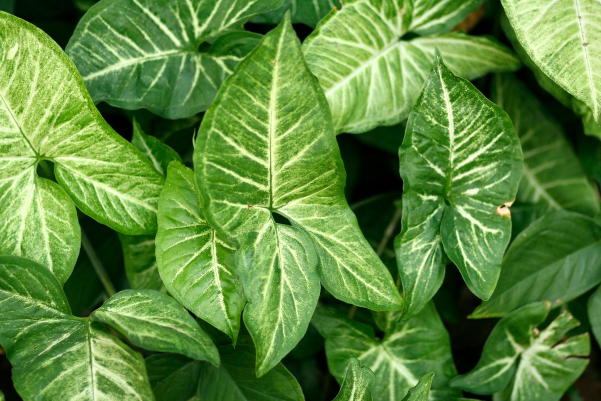 Arrowhead Plant Bare Root Live Plant – Syngonium podophyllum Indoor Tropical Houseplant