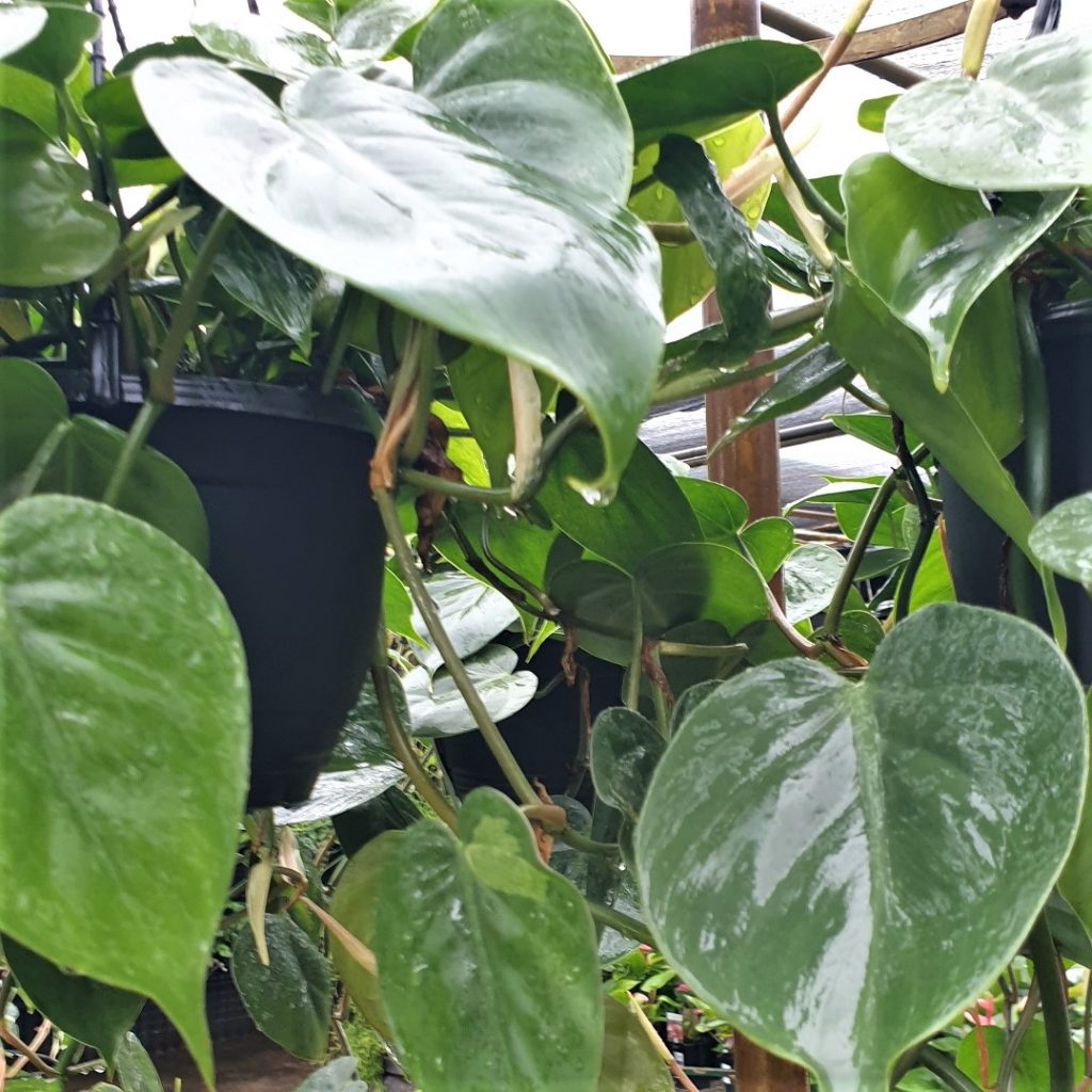 Philodendron Cordatum Heartleaf Rooted Cutting – Live Indoor Houseplant, Easy-Care Vine, Green Foliage, Trailing Plant