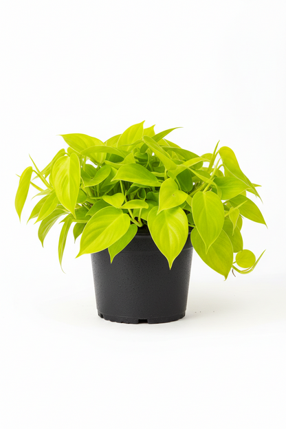 Philodendron 'Neon' - 6" Pot - NURSERY POT ONLY