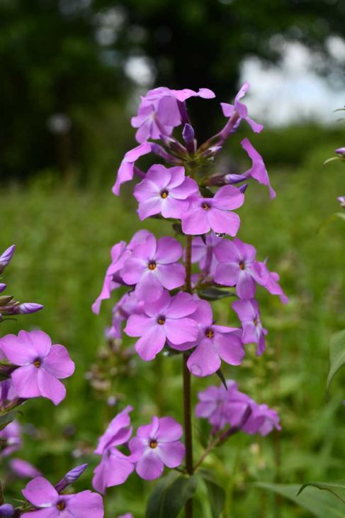 10 Sweet William Bulbs Phlox maculata Native Perennial Fragrant Flowers Pollinator Friendly