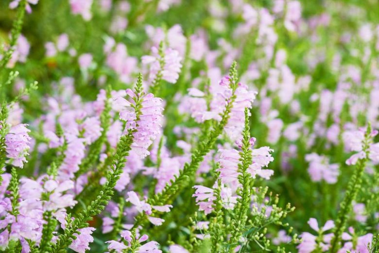 Physostegia virginiana Seeds – Obedient Plant Wildflower, Pollinator-Friendly Perennial, Pink to Purple Tubular Blooms, 50 Non-GMO Seeds