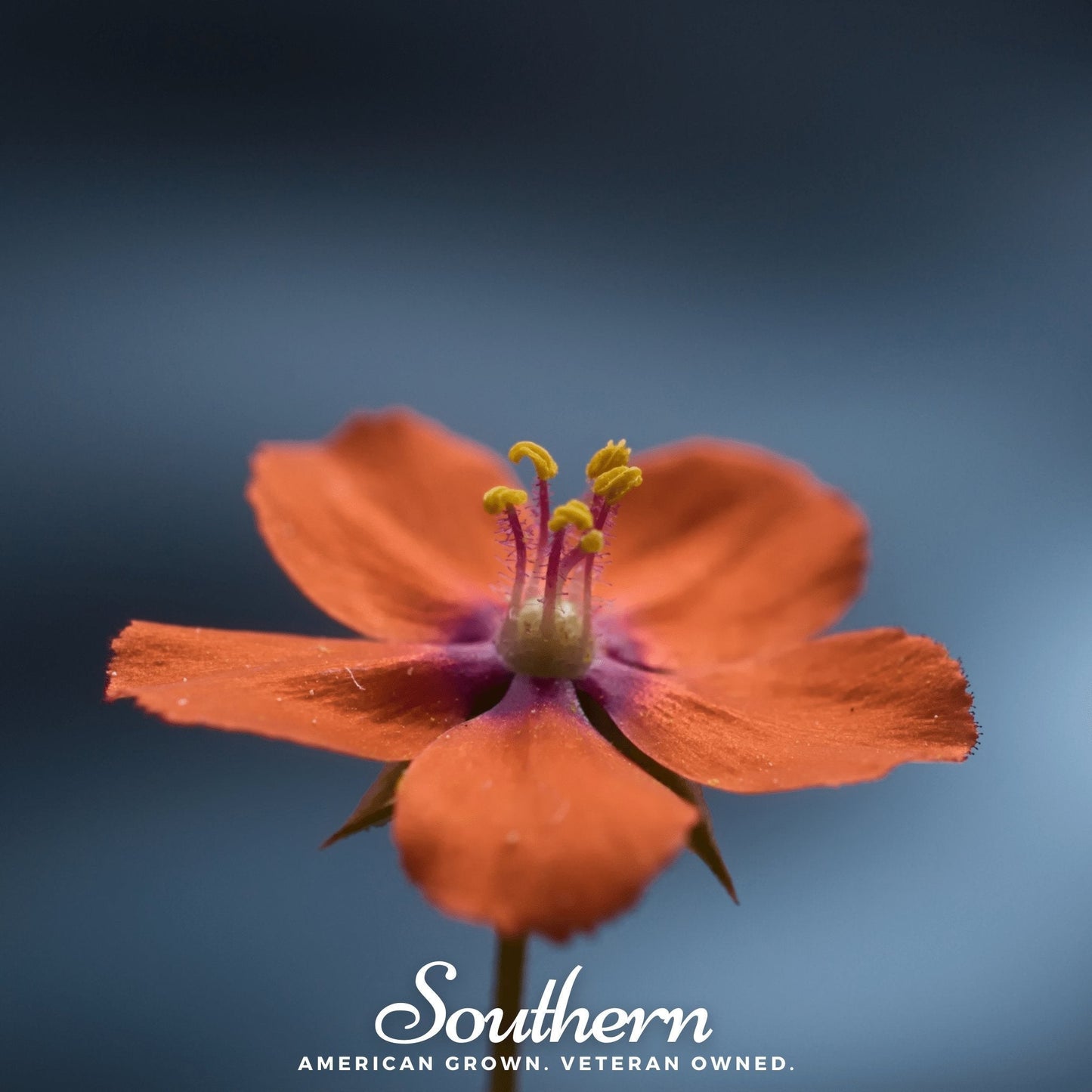 Scarlet Pimpernel Seeds - Anagallis Arvensis - Low-Growing Wildflower for Gardens, Fields & Pollinators - Non-GMO, Bee & Butterfly Friendly