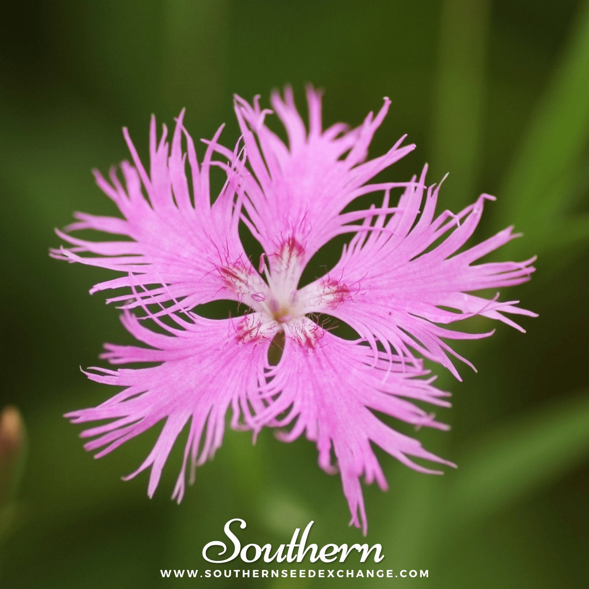Fringed Pinks Seeds - Dianthus superbus, Pink & White, Easy to Grow, Bee & Butterfly Friendly, Non-GMO, 200 Seeds