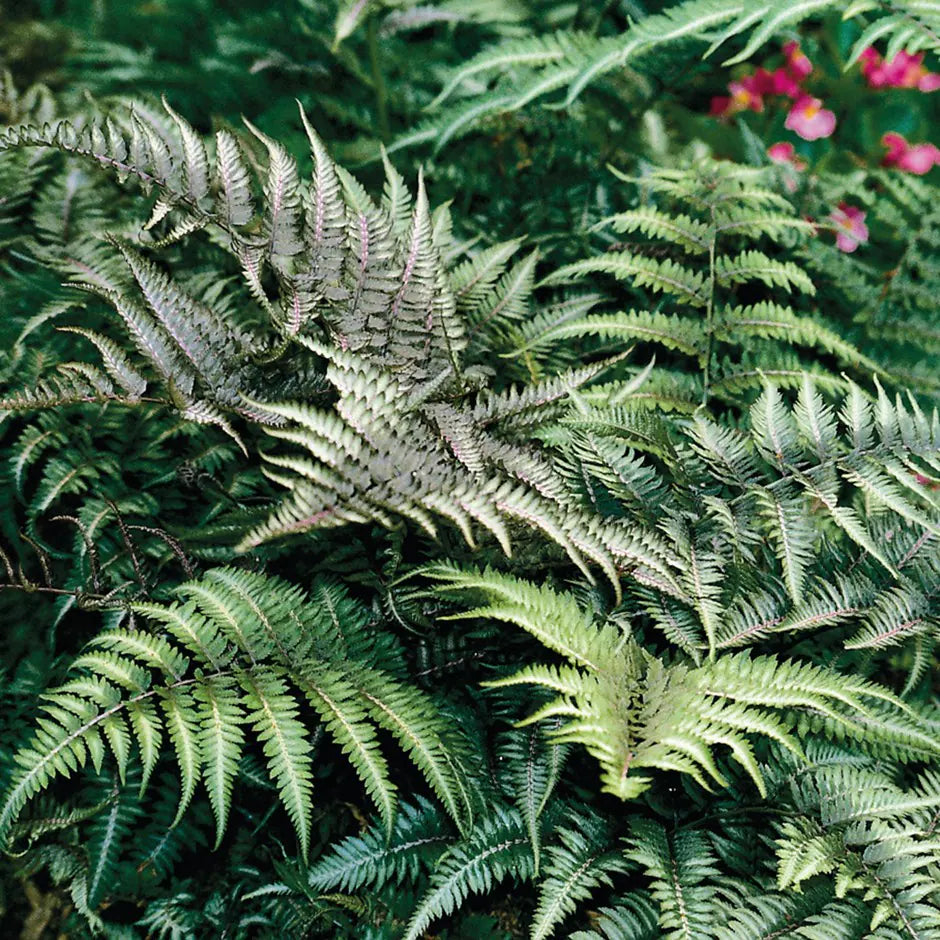 Japanese Painted Ferns Set of 3 Bare Root Plants – Athyrium niponicum, Hardy Shade Fern, Colorful Foliage Perennials