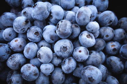50 SOUTHERN HIGHBUSH BLUEBERRY Pre-Stratified Vaccinium Corymbosum Blue Berry Fruit Bush Shrub Seeds