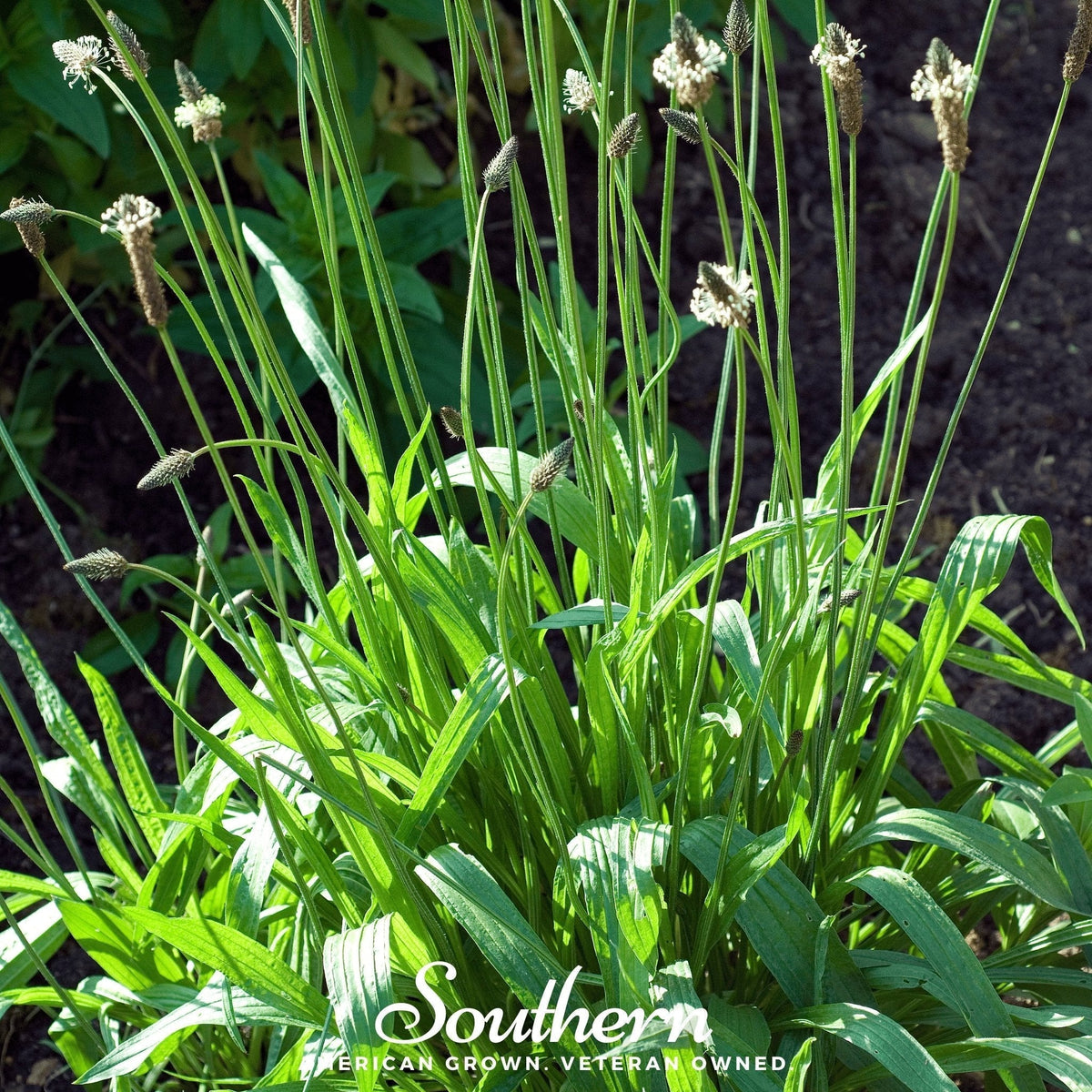 English Plantain Seeds – Perennial Herb for Medicinal & Culinary Use – Ribwort Plantain (Plantago lanceolata)