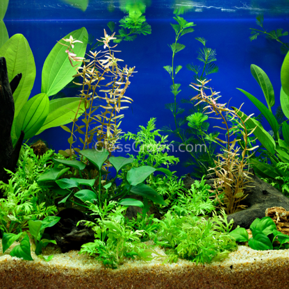 Done For You Plant Package, 12 Full Size (No Co2 Required)