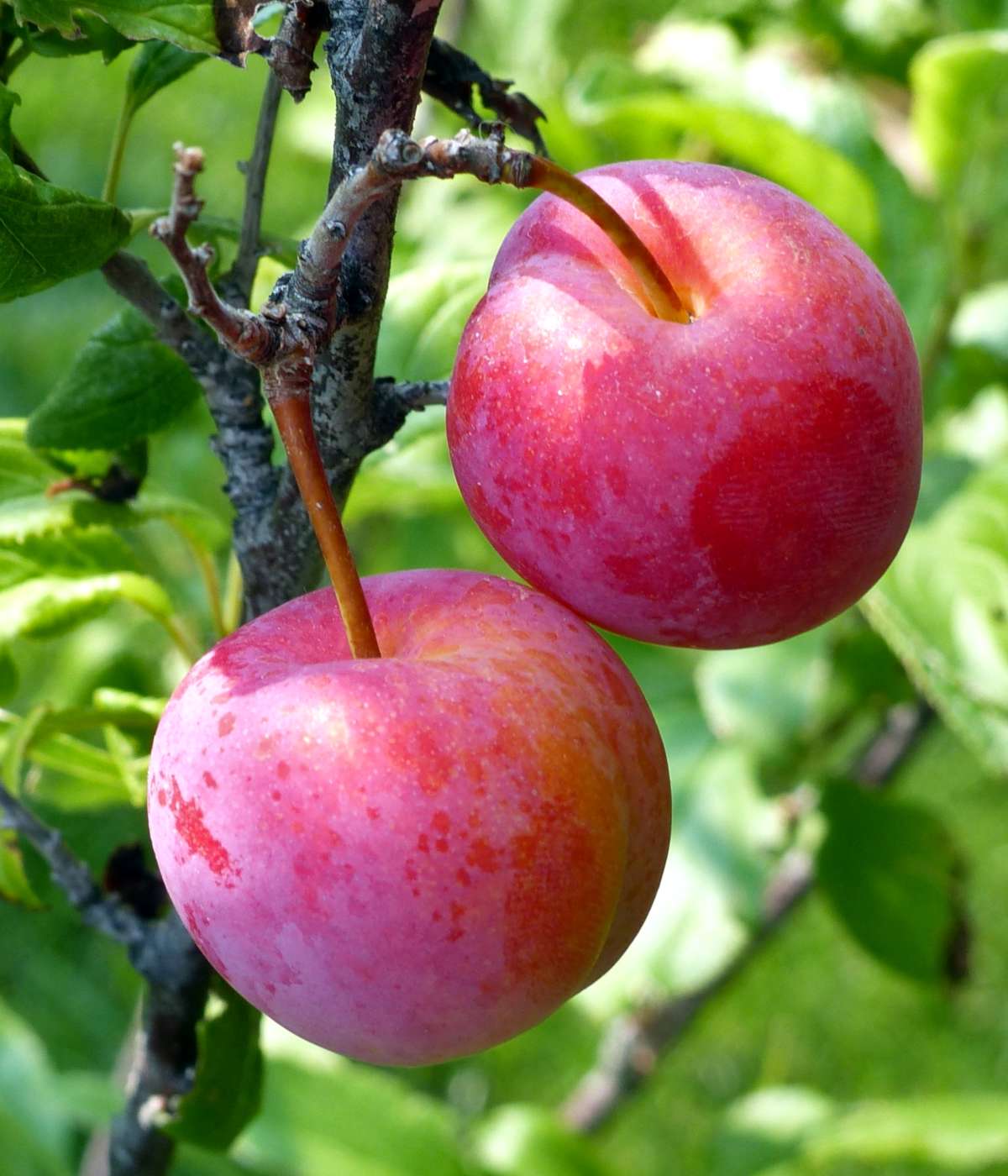 Organic Plum Tree Cuttings | Unrooted Prunus domestica or salicina | Grafting Wood for Propagation