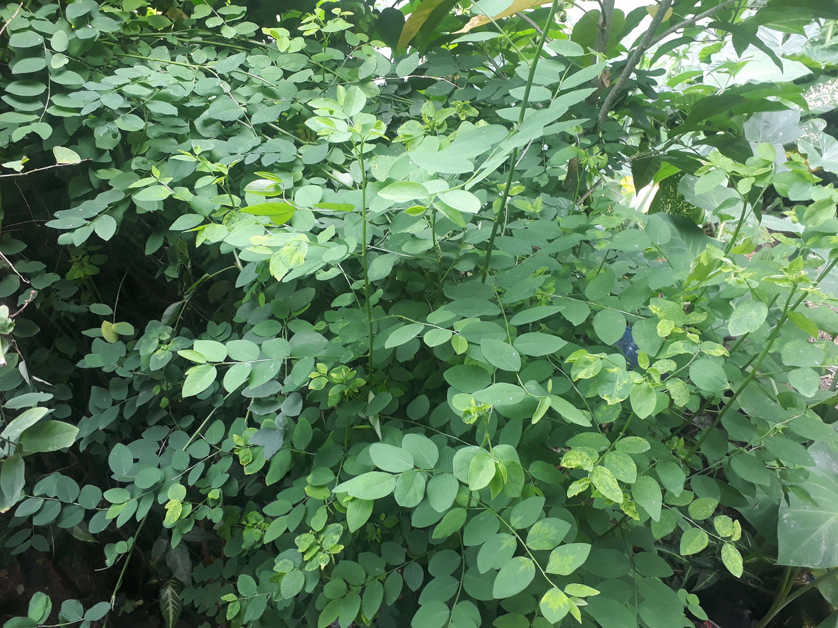 Unrooted Katuk Cuttings – Sweet Leaf Plant Sauropus androgynus, Edible Green, Nutty Flavor, Tropical Perennial