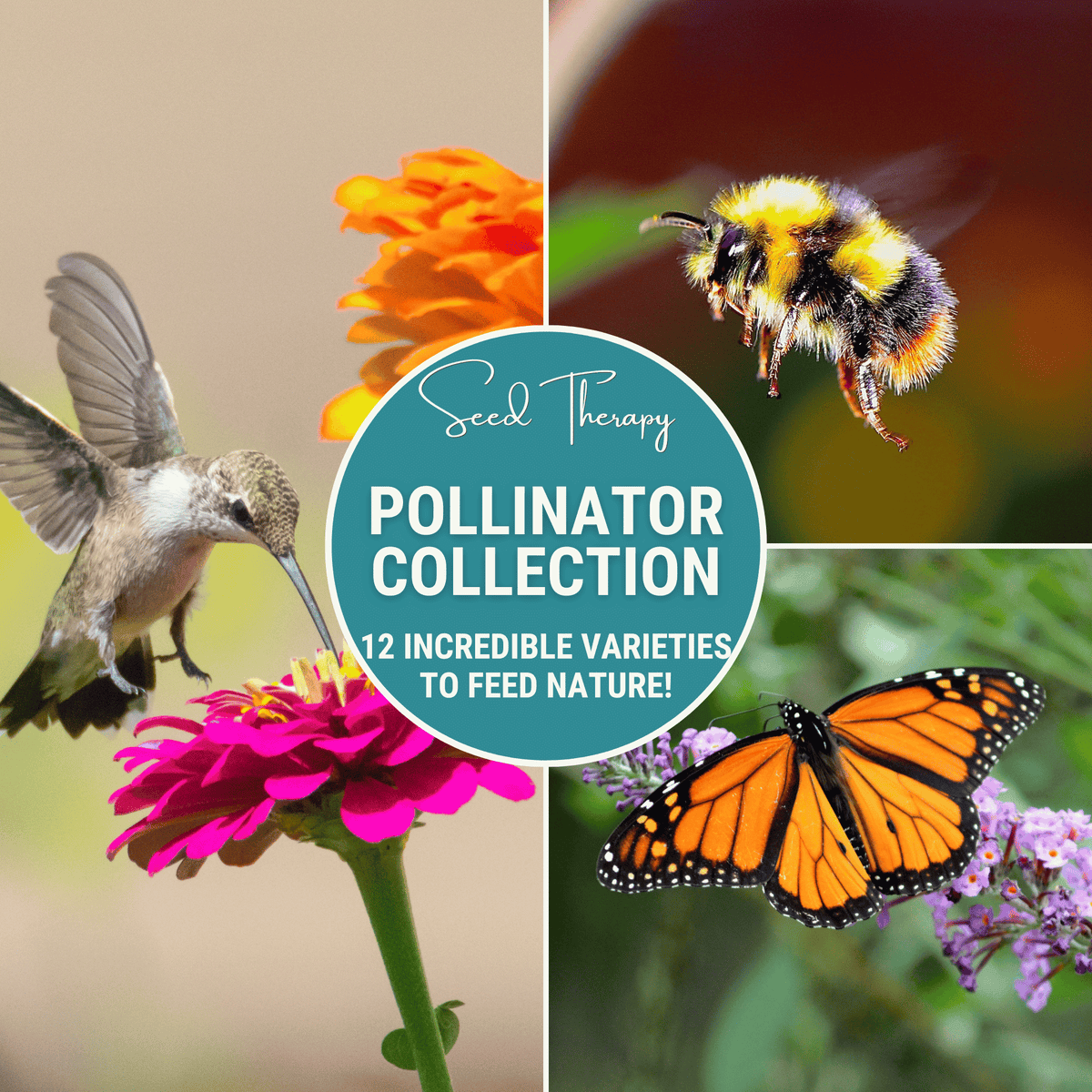 Pollinator Garden Seed Collection – 12 Varieties for Bees & Butterflies – Wildflower & Flower Seeds Bundle