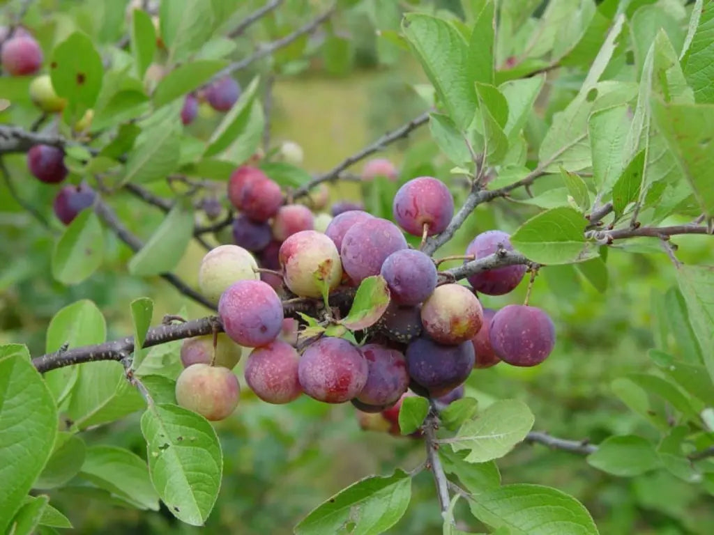 Beach Plum Tree Live Plant 1 ft Tall Prunus maritima Native Edible Fruit Deer Resistant Salt Tolerant Shrub