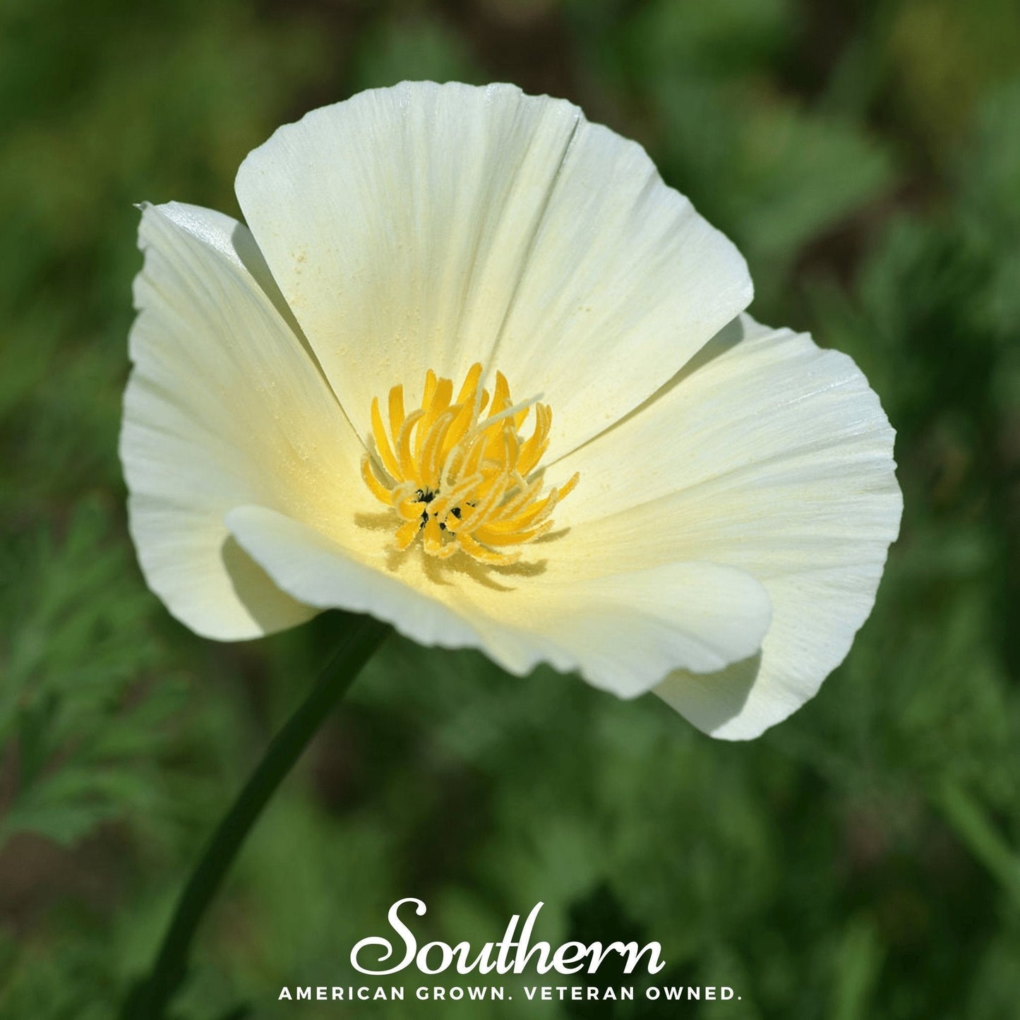 Ivory Castle California Poppy Seeds – Native Wildflower, Drought Tolerant, Perennial, Edible & Medicinal, Bee & Butterfly Attractor