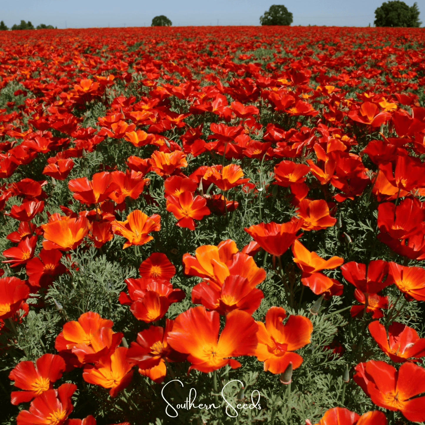 Red Chief California Poppy Seeds – Vibrant Red Heirloom, Drought-Tolerant, Easy to Grow, Native Wildflower, Eschscholzia californica