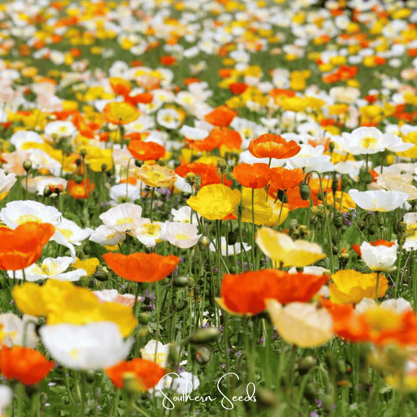 Iceland Poppy Seeds Mix - 250 Heirloom, Pastel Colors, Cool-Season, Papaver nudicaule