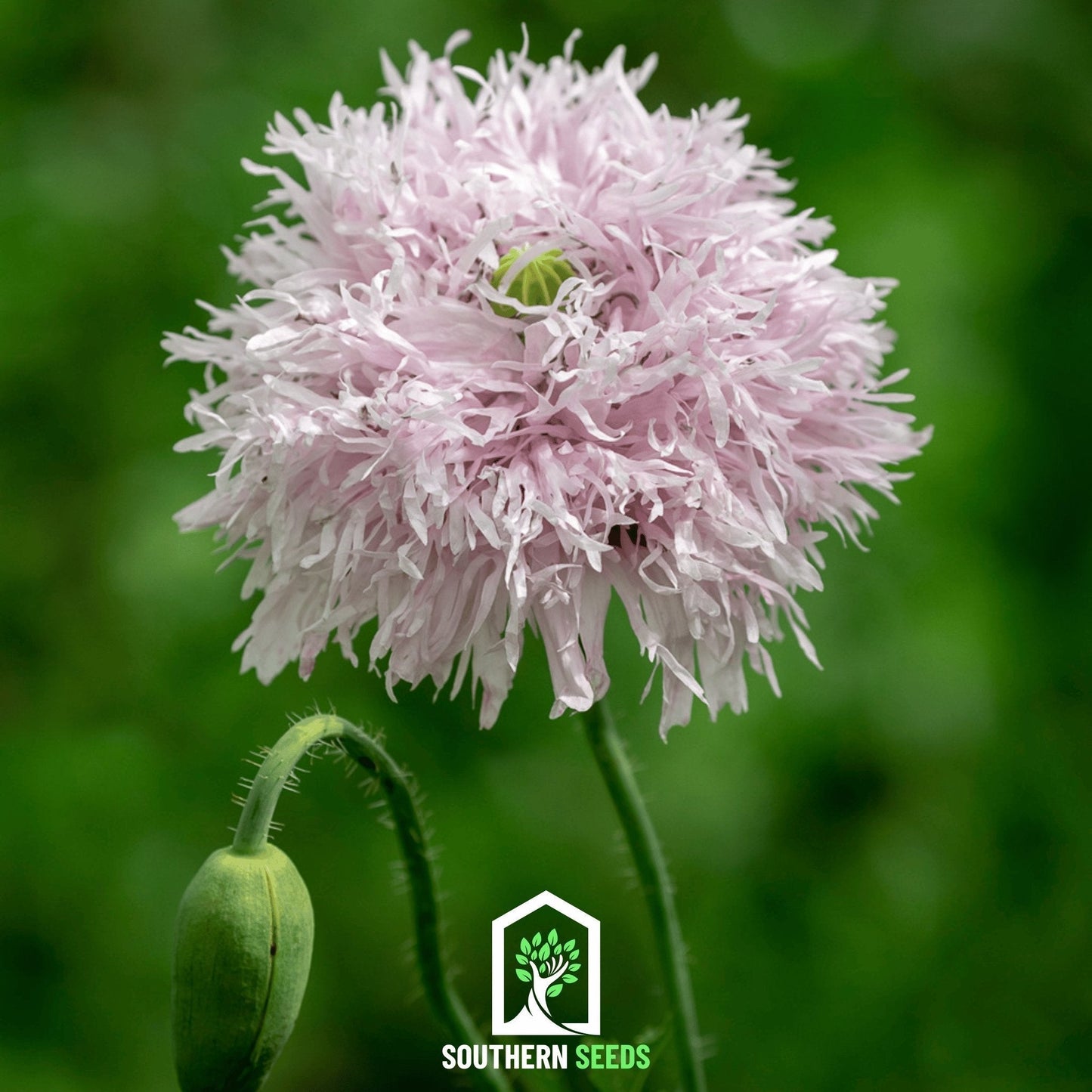 Lilac Pompon Poppy Seeds – Heirloom, Double, Fluffy Blooms, Papaver somniferum, 100 Seeds