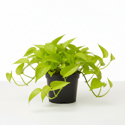 Pothos 'Neon' - 4" Pot - NURSERY POT ONLY