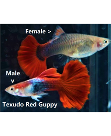 Red Tuxedo Guppy Pair