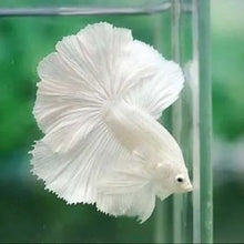 White Halfmoon Betta Male