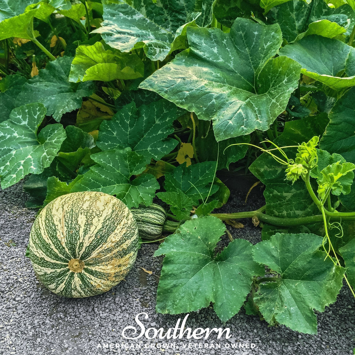 Cushaw Green Striped Pumpkin Seeds – Heirloom, Non-GMO, Cucurbita pepo, Sweet Potato Pumpkin, Heat-Tolerant, Borer-Resistant, 25 Seeds