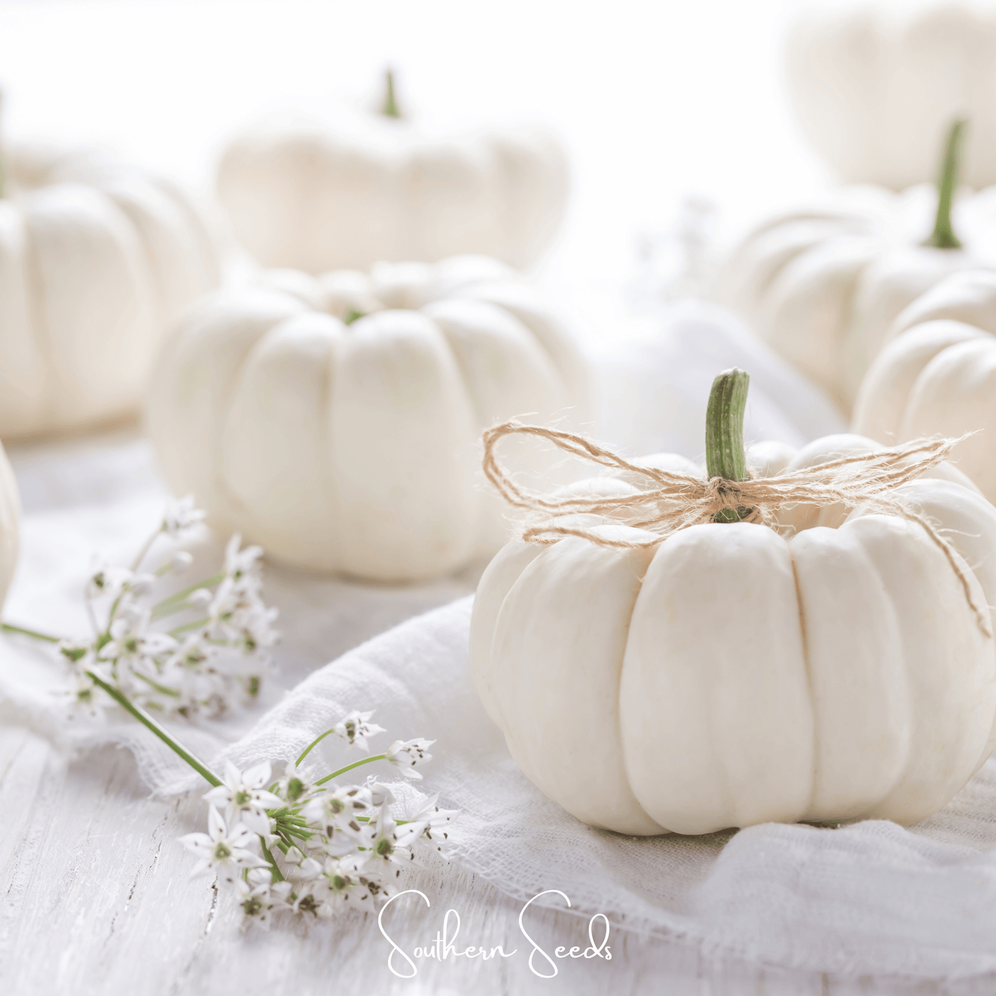 Gooligan Pumpkin Seeds – Small White Hybrid Pumpkin for Fall Decor & Edible Use – Cucurbita pepo
