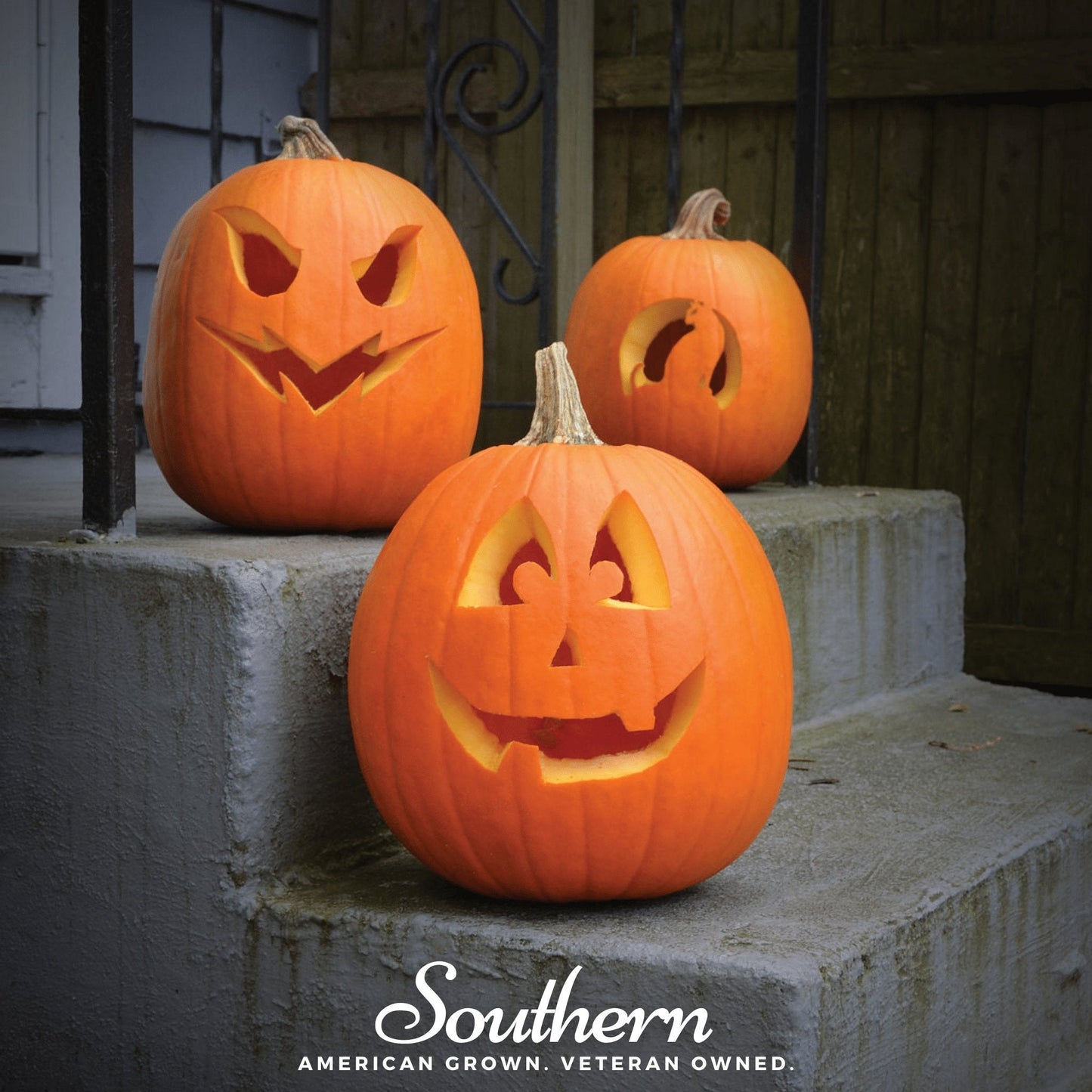 Jack O'Lantern Pumpkin Seeds – Heirloom Cucurbita pepo for Halloween Carving & Pies, 20 Seeds