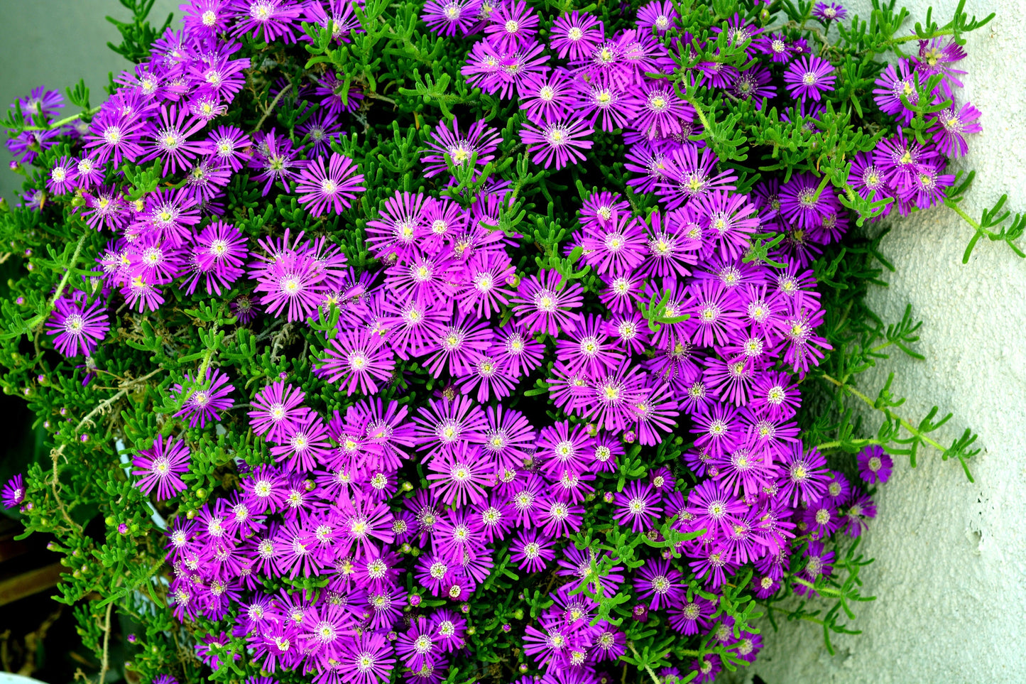 25 STARDUST ICE PLANT Mesembryanthemum Delosperma Floribunda Perennial Purple & White Flower Seeds