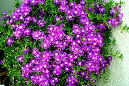 25 STARDUST ICE PLANT Mesembryanthemum Delosperma Floribunda Perennial Purple & White Flower Seeds
