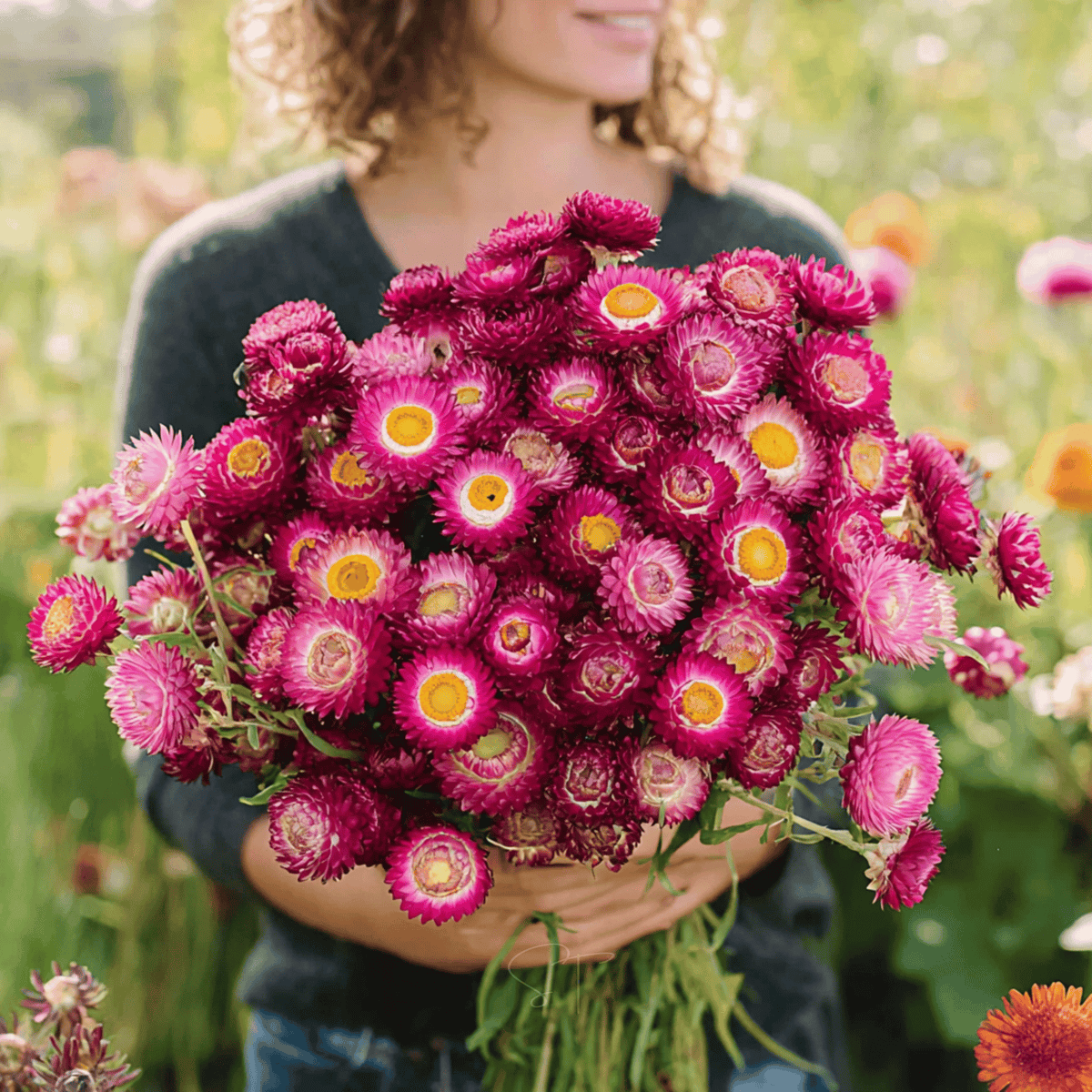 Purple-Red Strawflower Seeds | Heirloom, Drought Tolerant, Cut-and-Come-Again, Xerochrysum bracteatum