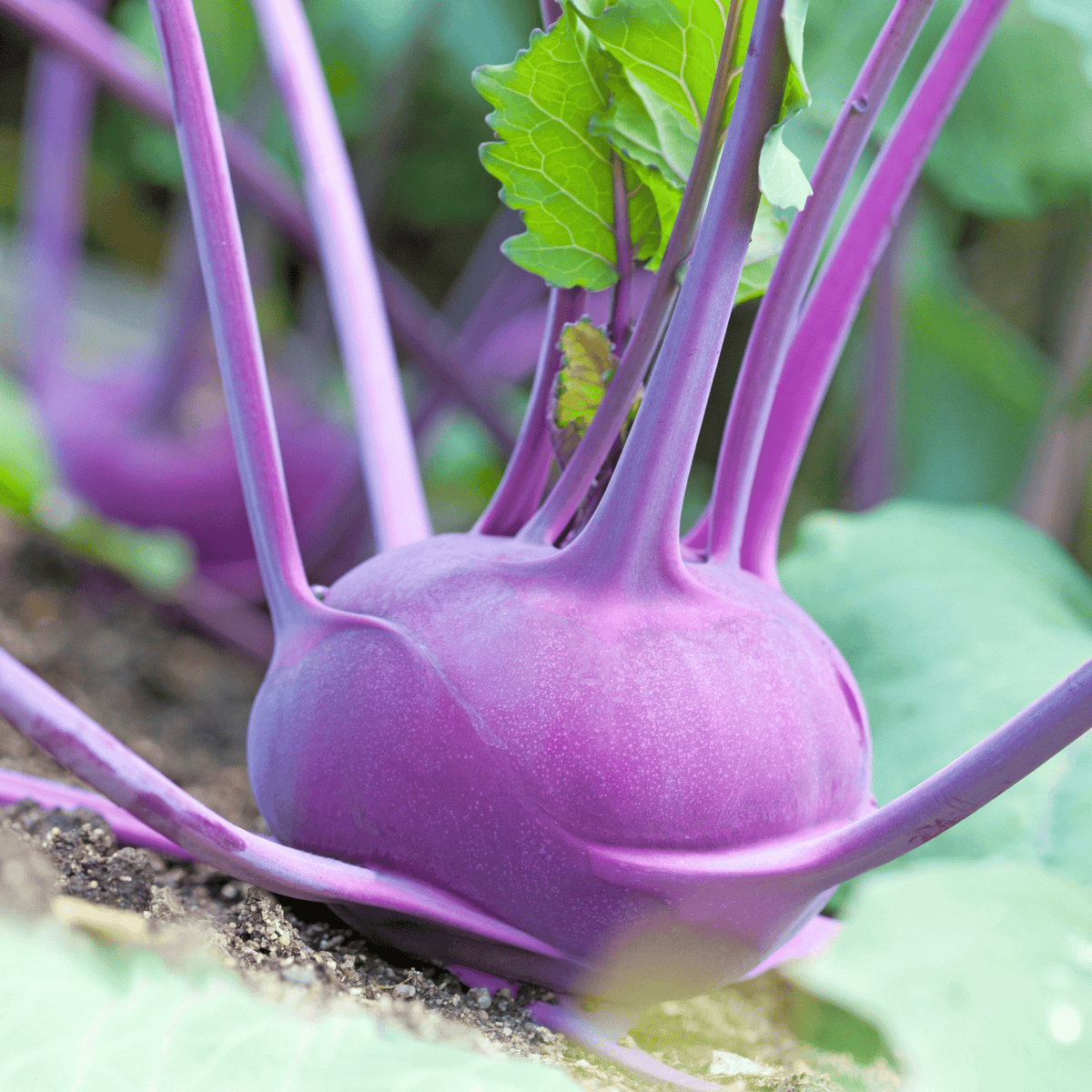 Purple Vienna Kohlrabi Seeds - Heirloom, Non-GMO, Cool-Season Vegetable, Brassica oleracea, 100 Seeds