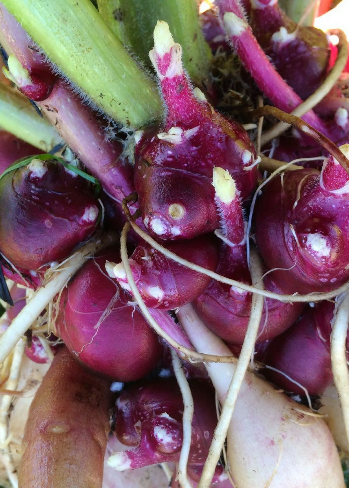 Earth Apple Purple Plant | Edible Tubers | Yácón (Smallanthus sonchifolius) | South American Root Vegetable