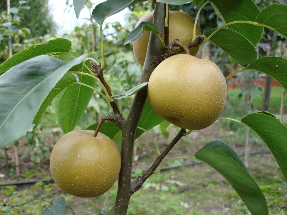 Japanese Pear Cutting | Unrooted Pyrus pyrifolia Nashi for Grafting & Propagation