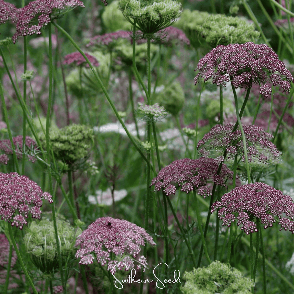 Chocolate Lace Queen Anne's Lace Seeds – Daucus carota, Heirloom, 100 Seeds, Romantic Filler Flower, Attracts Beneficial Insects
