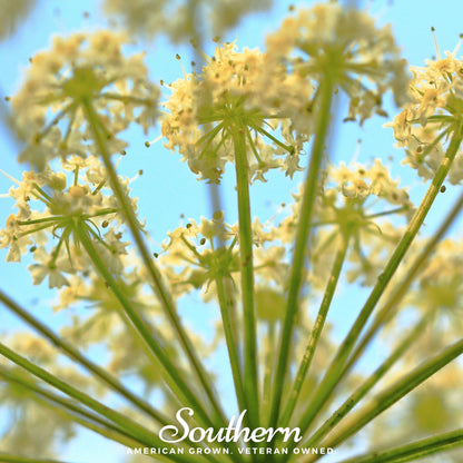 Queen Anne’s Lace – 100 Seeds