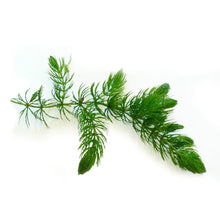 Canton Aquatics Live Aquarium 1 Hornwort Bunch Plants Excellent Oxygenator Easy To Maintain Plant Removing Excess Nitrates Promote High Water Quality 3 5 Stems Per Bunch