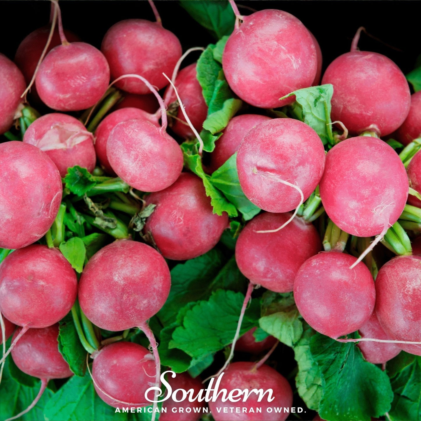 Cherry Belle Radish Seeds – 250 Heirloom, Open Pollinated, Non-GMO, Fast-Growing, Crisp, Bright Red Roots, Raphanus sativus