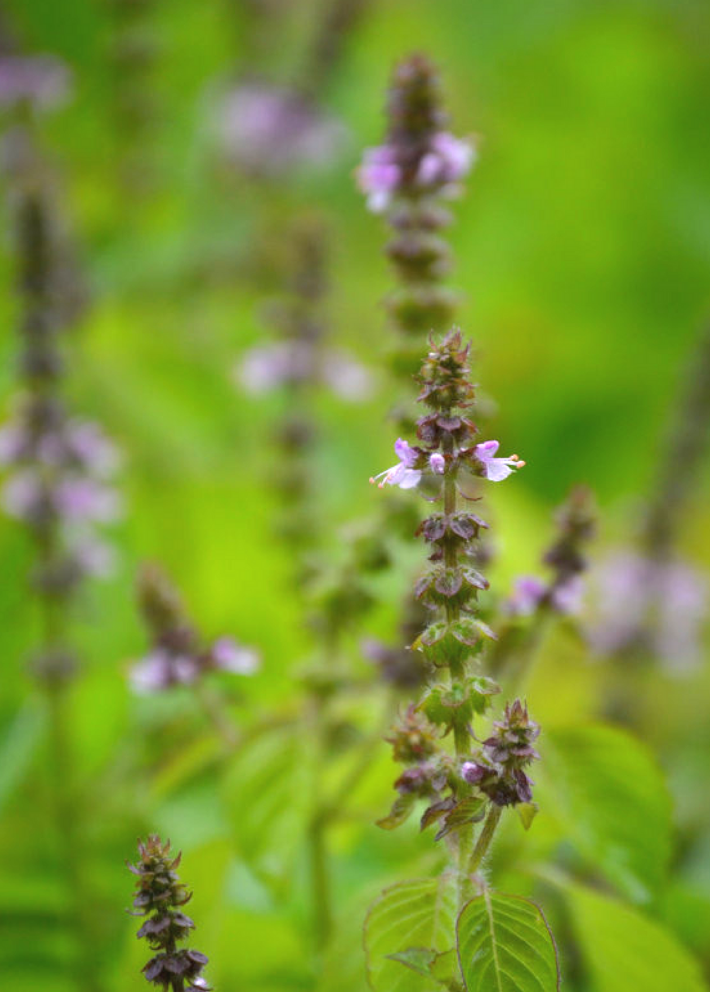 Tulsi 'Rama' Sacred Basil Herb Plant – Green Leaf, Medicinal, Ayurvedic, Lamiaceae, India & Southeast Asia