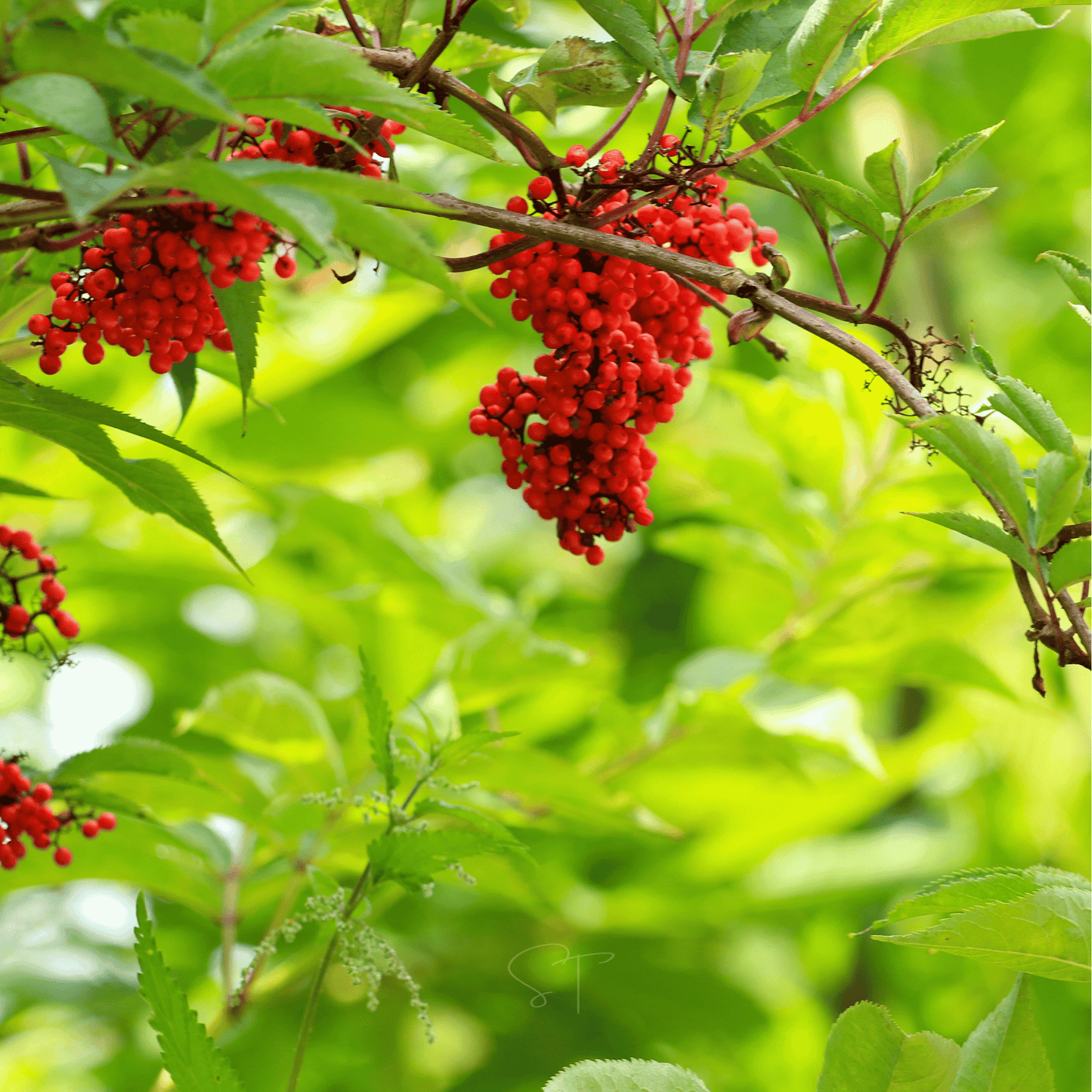 Red Elderberry Seeds – 50 Non-GMO Heirloom Sambucus racemosa for Wildlife Gardens & Natural Borders