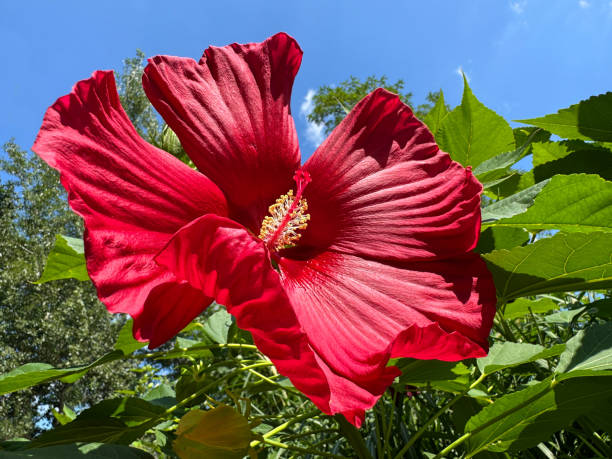 Hardy Hibiscus Live Starter Plant – Hibiscus moscheutos – 3–5 Inch Rooted Plant