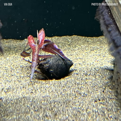 Red Tiger Lotus Bulb