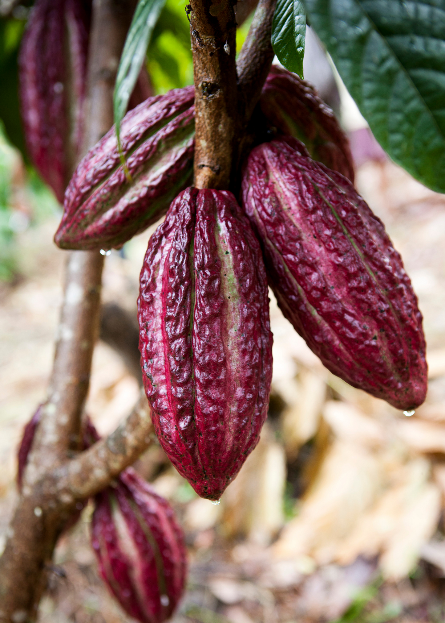 Red Cacao Tree, Theobroma cacao, Tropical Fruiting Plant, Edible Cacao, Mesoamerican Native, Chocolate Plant