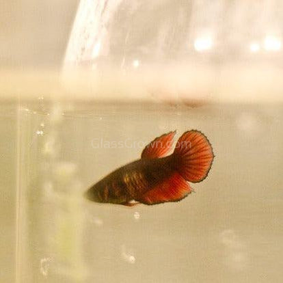 Female Betta Sorority 3 Pack