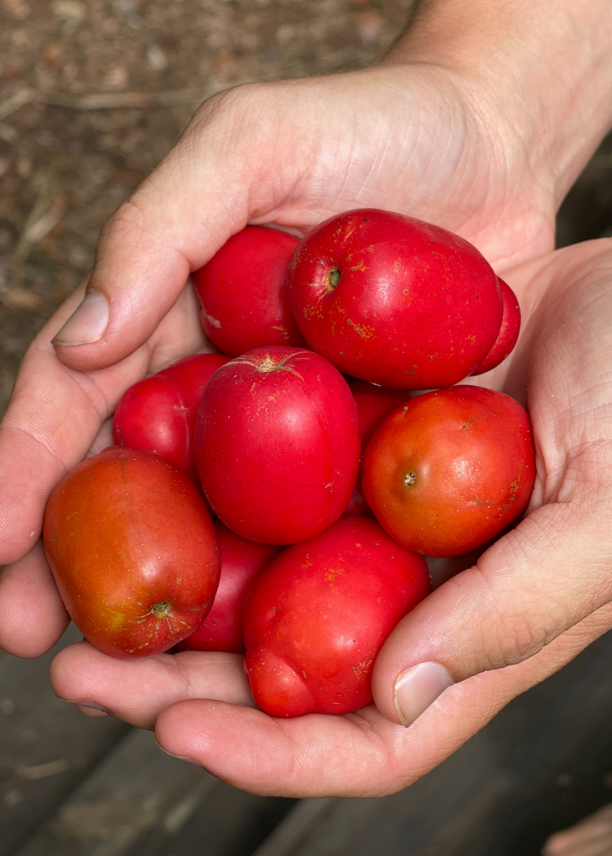 Red Jocote Fruit (Spondias purpurea) - Edible Tropical Fruit, Sweet & Acidic Flavor, Vitamin C Rich, Latin American Native Plant