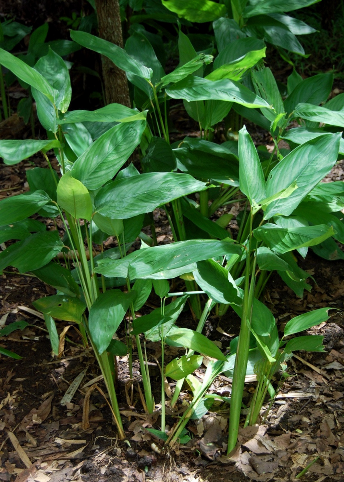 Arrowroot Plant Clump-Forming Herb with Edible Rhizomes, Gluten-Free Starch Source, Maranta arundinacea