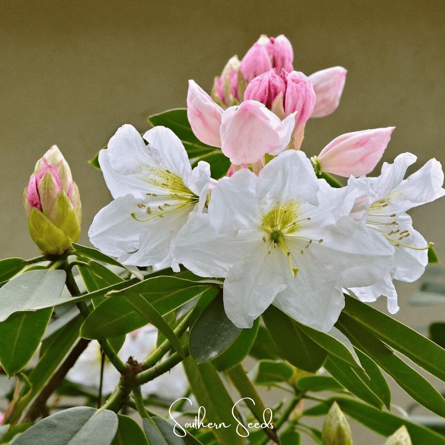 Fortune Rhododendron Seeds – Heirloom, Pink & White Bell-Shaped Flowers, Evergreen Shrub, Rhododendron fortunei, Perennial, 100 Seeds